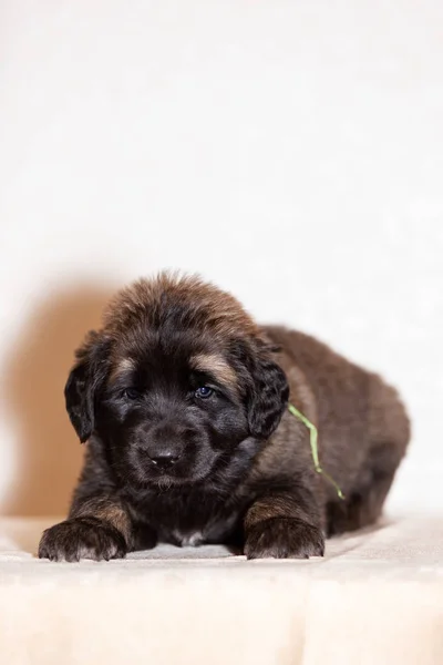 Lindo Perrito Leonberger Meses Sienta Interior Fondo Beige — Foto de Stock