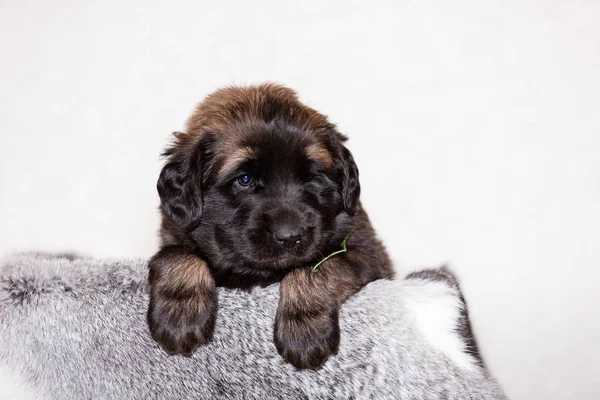 Lindo Perrito Leonberger Meses Sienta Interior Fondo Beige — Foto de Stock