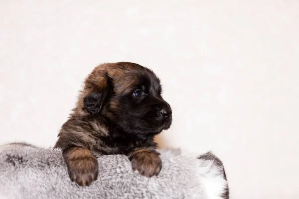 Lindo Perrito Leonberger Meses Sienta Interior Fondo Beige — Foto de Stock