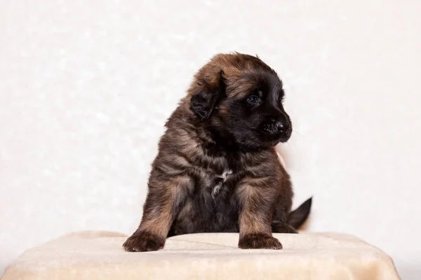 Sevimli Yavru Leonberger Kapalı Bej Renkli Arka Plan Oturur — Stok fotoğraf