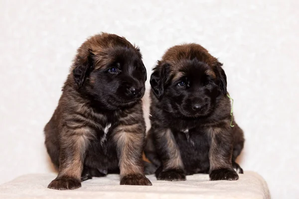 Lindo Perrito Leonberger Meses Sienta Interior Fondo Beige — Foto de Stock