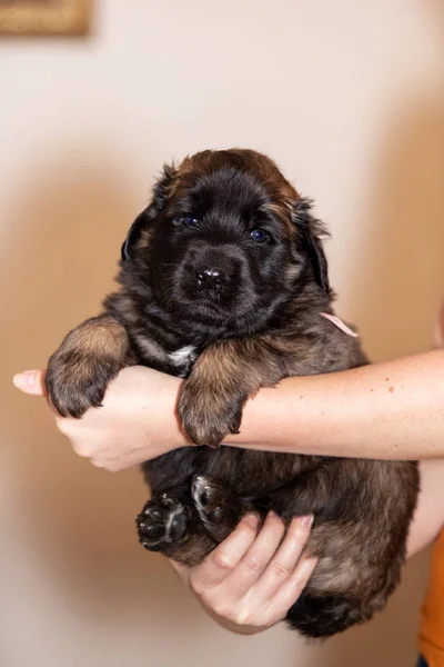 Lindo Perrito Leonberger Meses Sienta Interior Fondo Beige — Foto de Stock