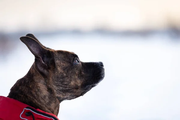 Kaplan Amerikan Staffordshire Terrier Ile Kulakları Yürüyüşler Açık Kış Kırpılmış — Stok fotoğraf