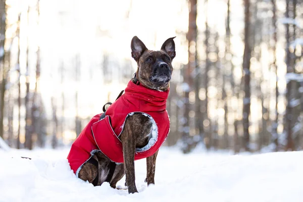 Kaplan Amerikan Staffordshire Terrier Ile Kulakları Yürüyüşler Açık Kış Güneşli — Stok fotoğraf