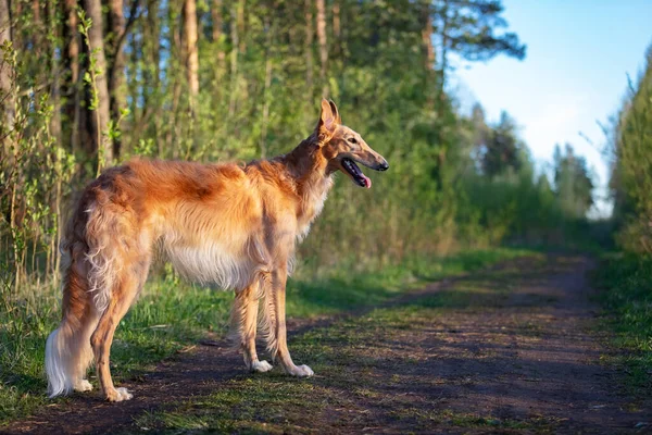 Rosso cucciolo di borzoi passeggiate all'aperto in estate — Foto Stock