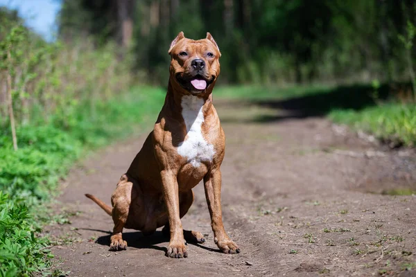 美洲红斑狼犬夏天在户外散步 美洲红斑狼犬 免版税图库图片