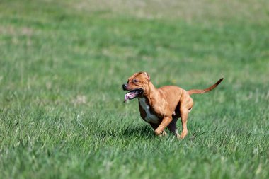 Kızıl Amerikan pitbull teriyeri yaz günü dışarı çıkar, pitbull.