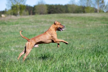 Kızıl Amerikan pitbull teriyeri yaz günü dışarı çıkar, pitbull.