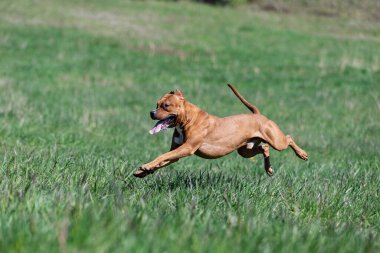 Kızıl Amerikan pitbull teriyeri yaz günü dışarı çıkar, pitbull.