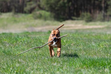 Kızıl Amerikan pitbull teriyeri yaz günü dışarı çıkar, pitbull.