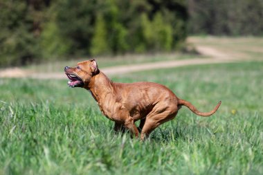 Kızıl Amerikan pitbull teriyeri yaz günü dışarı çıkar, pitbull.