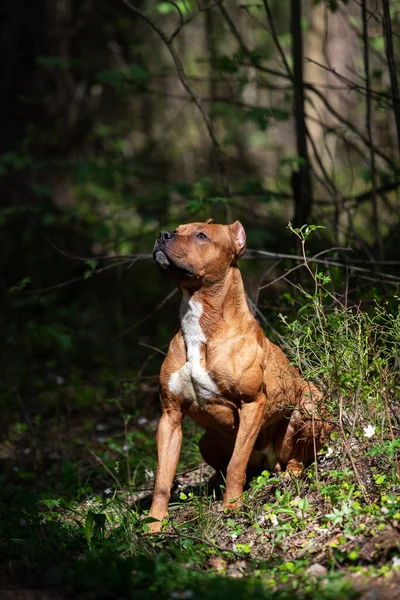 Röd Amerikansk Pitbullterrier Går Utomhus Sommardagen Pitbull — Stockfoto