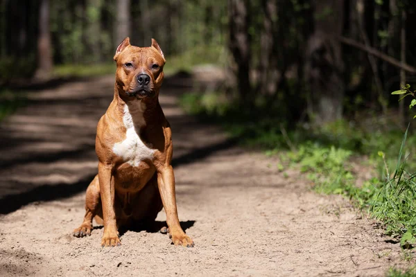 Red American Pitbullterrier Βόλτες Εξωτερικούς Χώρους Την Ημέρα Του Καλοκαιριού — Φωτογραφία Αρχείου