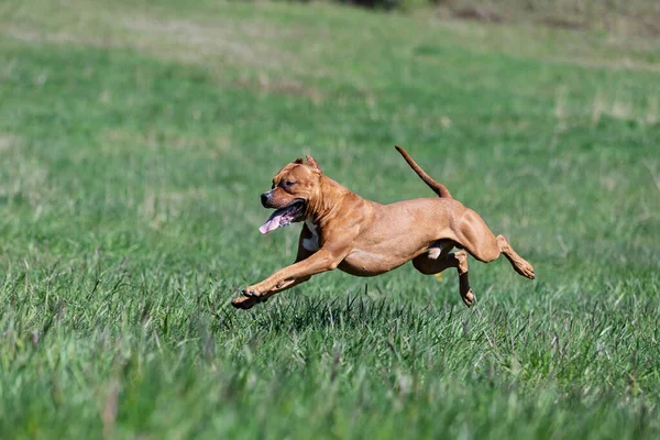 Red American Pitbullterrier Promenades Plein Air Jour Été Pitbull — Photo