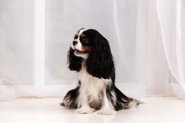 Şövalye Kral Charles Spaniel stüdyoda oturuyor.