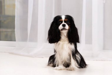 Şövalye Kral Charles Spaniel stüdyoda oturuyor.