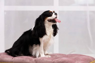 Şövalye Kral Charles Spaniel stüdyoda oturuyor.