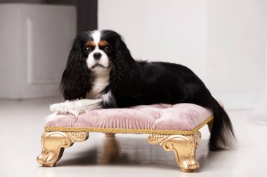 Şövalye Kral Charles Spaniel stüdyoda oturuyor.