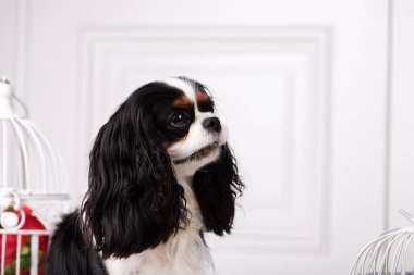 Şövalye Kral Charles Spaniel stüdyoda oturuyor.