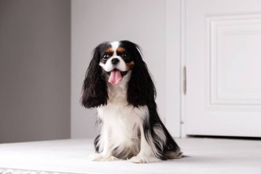 Şövalye Kral Charles Spaniel stüdyoda oturuyor.