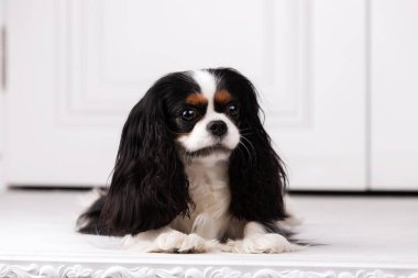 Şövalye Kral Charles Spaniel stüdyoda oturuyor.