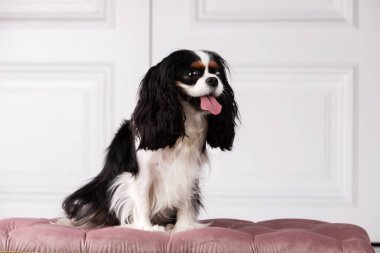 Şövalye Kral Charles Spaniel stüdyoda oturuyor.