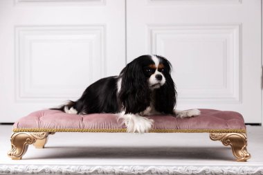 Şövalye Kral Charles Spaniel stüdyoda oturuyor.