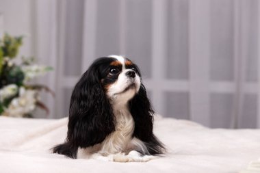 Şövalye Kral Charles Spaniel stüdyoda oturuyor.