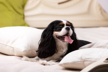 Şövalye Kral Charles Spaniel stüdyoda oturuyor.