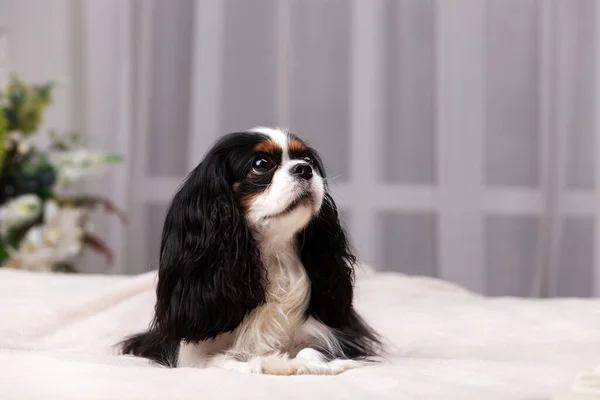 Şövalye Kral Charles Spaniel stüdyoda oturuyor.