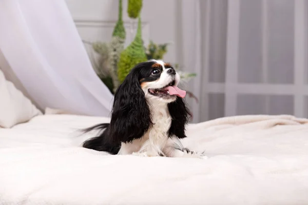 Şövalye Kral Charles Spaniel stüdyoda oturuyor.