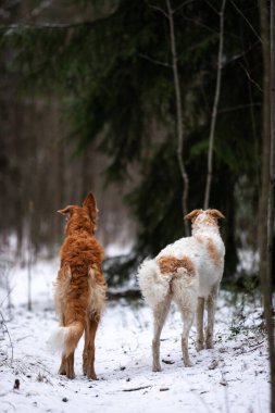 Borzoi 'nin kırmızı ve beyaz köpek yavrusu kış günü dışarı çıkar, Rus manzaralı, dokuz aylık.