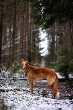 Borzoi 'nin kırmızı köpek yavrusu kış günü dışarı çıkıyor, Rus manzaralı, dokuz aylık.