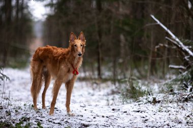 Borzoi 'nin kırmızı köpek yavrusu kış günü dışarı çıkıyor, Rus manzaralı, dokuz aylık.