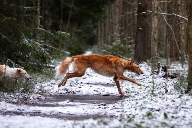 Borzoi 'nin kırmızı köpek yavrusu kış günü dışarı çıkıyor, Rus manzaralı, dokuz aylık.