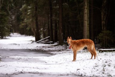 Borzoi 'nin kırmızı köpek yavrusu kış günü dışarı çıkıyor, Rus manzaralı, dokuz aylık.