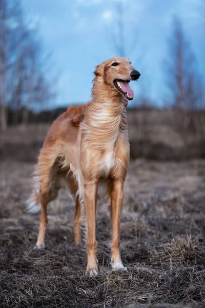 Rosso Cucciolo Borzoi Passeggiate All Aperto Giorno Estate Sighthound Russo — Foto Stock