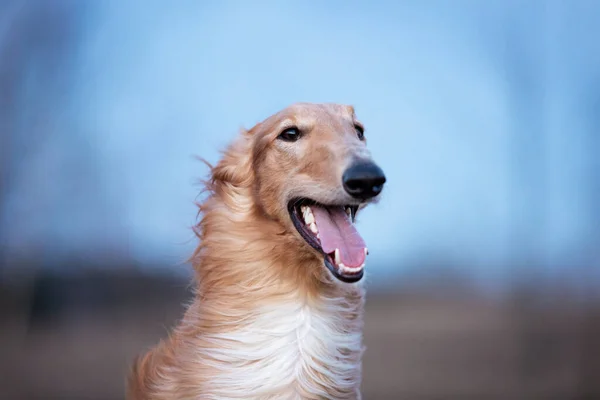 Roter Barsoi Welpe Geht Sommer Draußen Spazieren Russischer Windhund Ein — Stockfoto