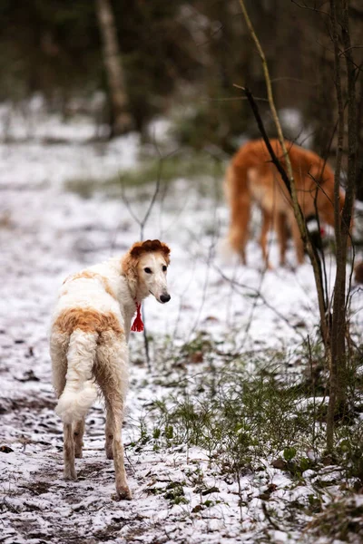 Chiot Rouge Blanc Borzoi Marche Plein Air Jour Hiver Lévriers — Photo