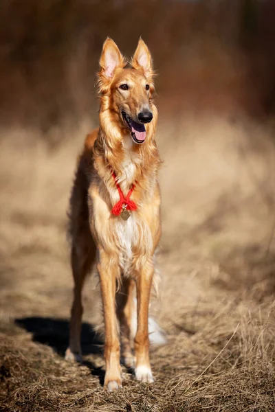 Red Puppy Borzoi Walks Outdoor Spring Day Russian Sighthound Eleven — Stock Photo, Image