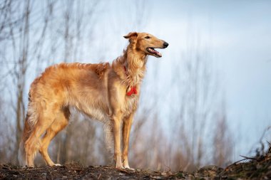 Borzoi 'nin kırmızı köpek yavrusu yaz günü dışarı çıkıyor. Rus bir yaşında.
