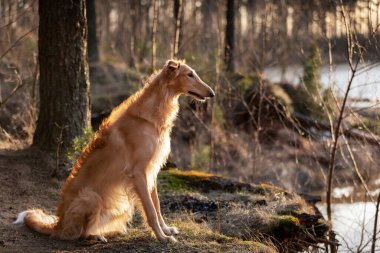 Borzoi 'nin kırmızı köpek yavrusu yaz günü dışarı çıkıyor. Rus bir yaşında.