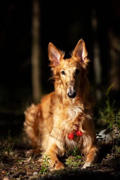 Roter Barsoi Welpe Geht Frühlingstag Draußen Spazieren Russischer Windhund Elf — Stockfoto