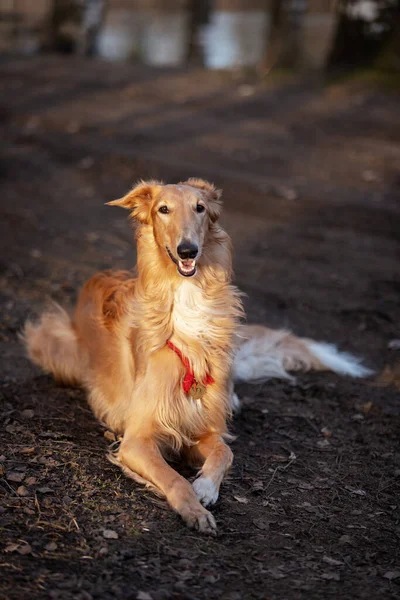 Roter Barsoi Welpe Geht Sommer Draußen Spazieren Russischer Windhund Ein — Stockfoto