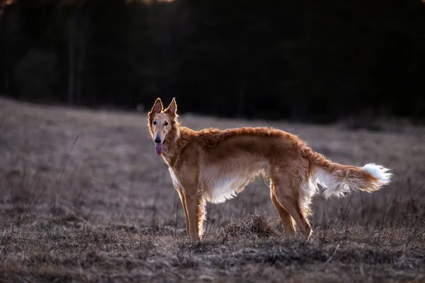 Cãozinho Vermelho Borzoi Caminha Livre Dia Verão Sisudo Russo Ano — Fotografia de Stock