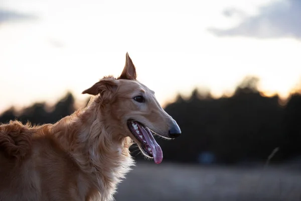 Κόκκινο Κουτάβι Των Borzoi Περπατά Υπαίθρια Την Ημέρα Του Καλοκαιριού — Φωτογραφία Αρχείου