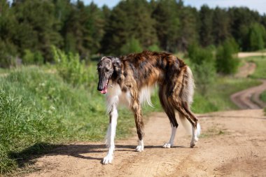Brindle Dog Borzoi yaz günü dışarı çıkar, Rus görüşlü, bir yaşında.