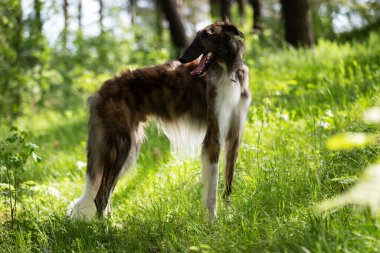 Brindle Dog Borzoi yaz günü dışarı çıkar, Rus görüşlü, bir yaşında.