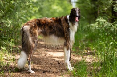 Brindle Dog Borzoi yaz günü dışarı çıkar, Rus görüşlü, bir yaşında.