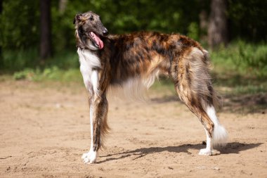 Brindle Dog Borzoi yaz günü dışarı çıkar, Rus görüşlü, bir yaşında.